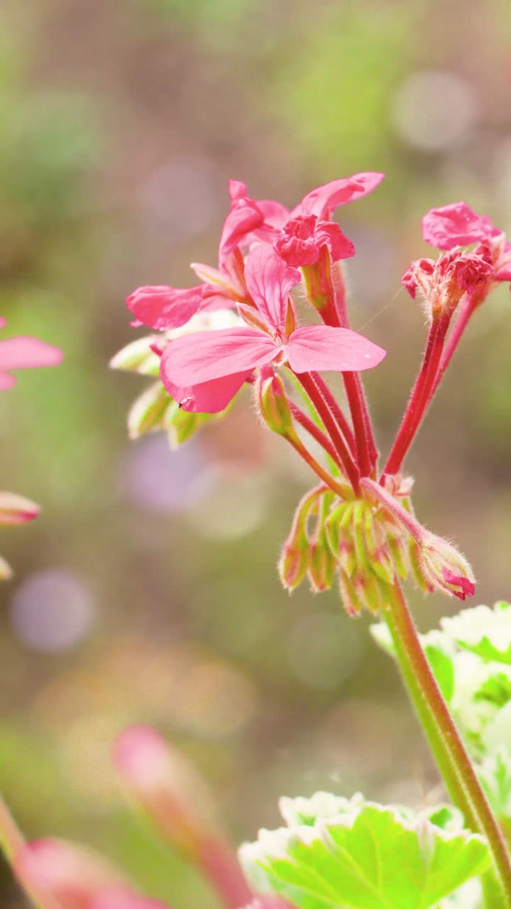 Close-up bunga geranium merah muda yang bergerak perlahan tertiup angin sepoi-sepoi, diambil di luar ruangan dengan cahaya alami yang terang dan latar belakang hijau yang buram.