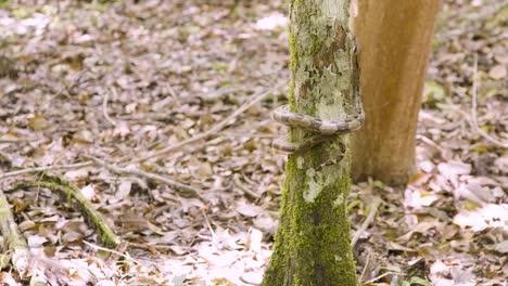 a boa constrictor wrapped tightly around a tree branch in its natural jungle habitat. shot in daylight with shallow depth of field, showing detailed snake patterns and tropical environment