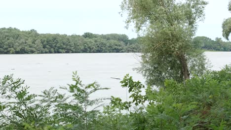 Panorama-Of-River-Danube-And-Lush-Green-Forest