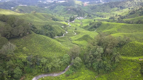 4k-Drohnenaufnahmen-Schöne-Cameron-Highlands-Teeplantage