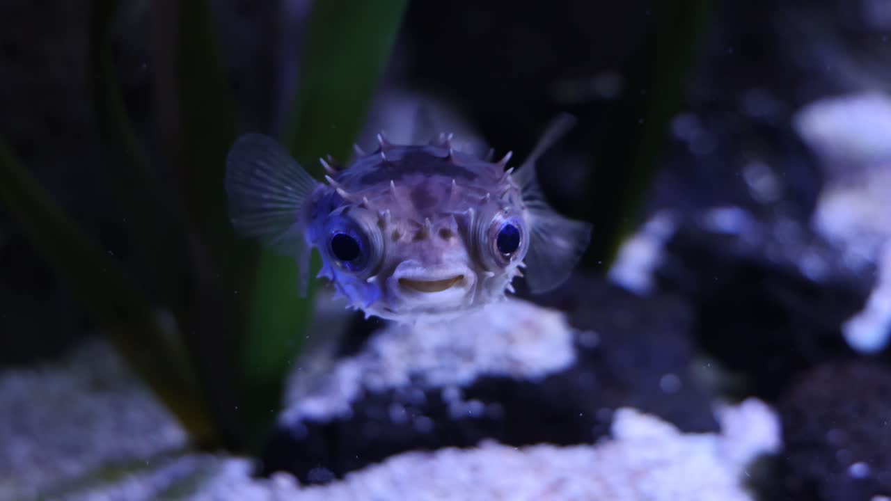 pez globo nadando entre las plantas y las rocas del acuario