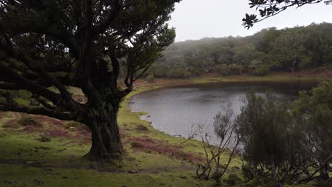 Vista-De-La-Laguna-Fanal-Es-Un-Cráter-Volcánico-Que-Se-Llena-Después-De-La-Temporada-De-Lluvias,-Está-Rodeada-Por-El-Bosque-De-Laurisilva