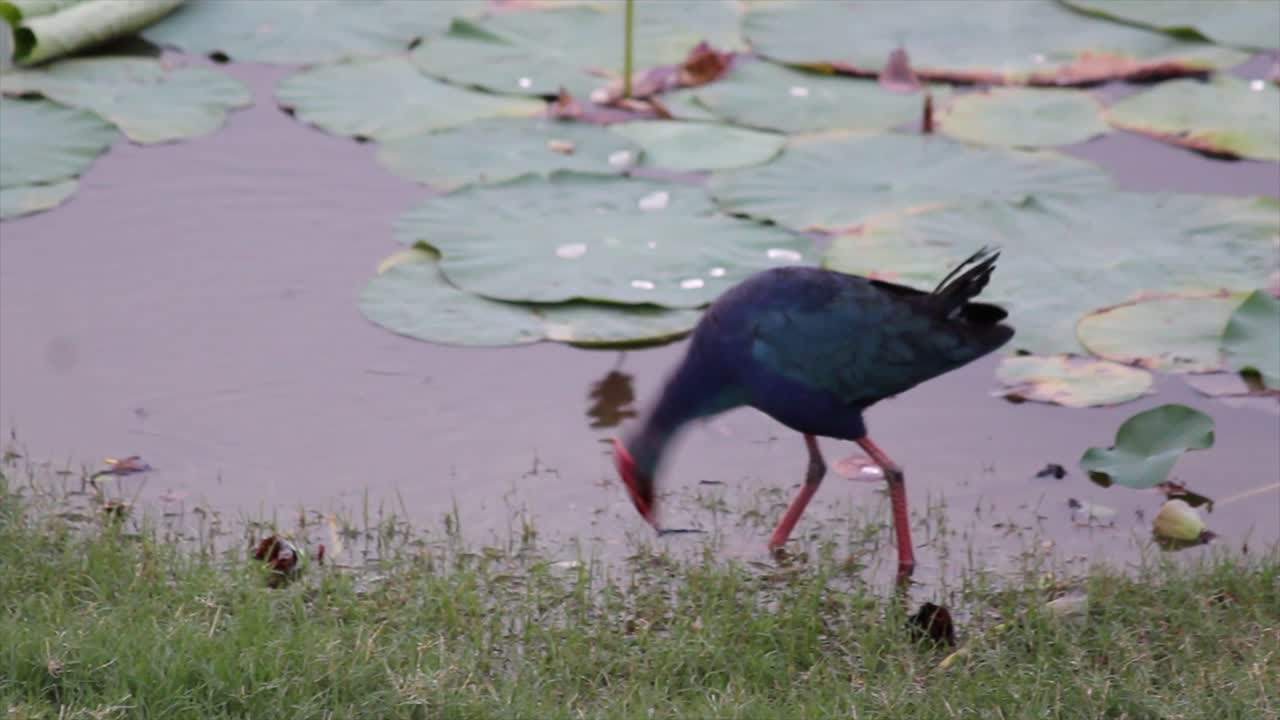 Close-up of a vibrant Purple Swamphen walking along lotus pond edge. Captured in 4K, showcasing wetland bird behavior and tropical biodiversity in natural habitat.