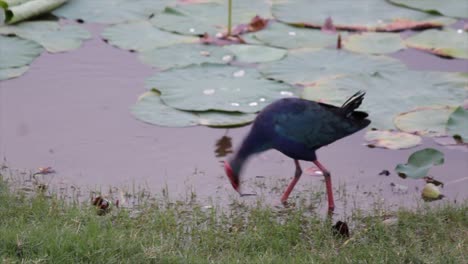 close-up of a vibrant purple swamphen walking along lotus pond edge. captured in 4k, showcasing wetland bird behavior and tropical biodiversity in natural habitat.