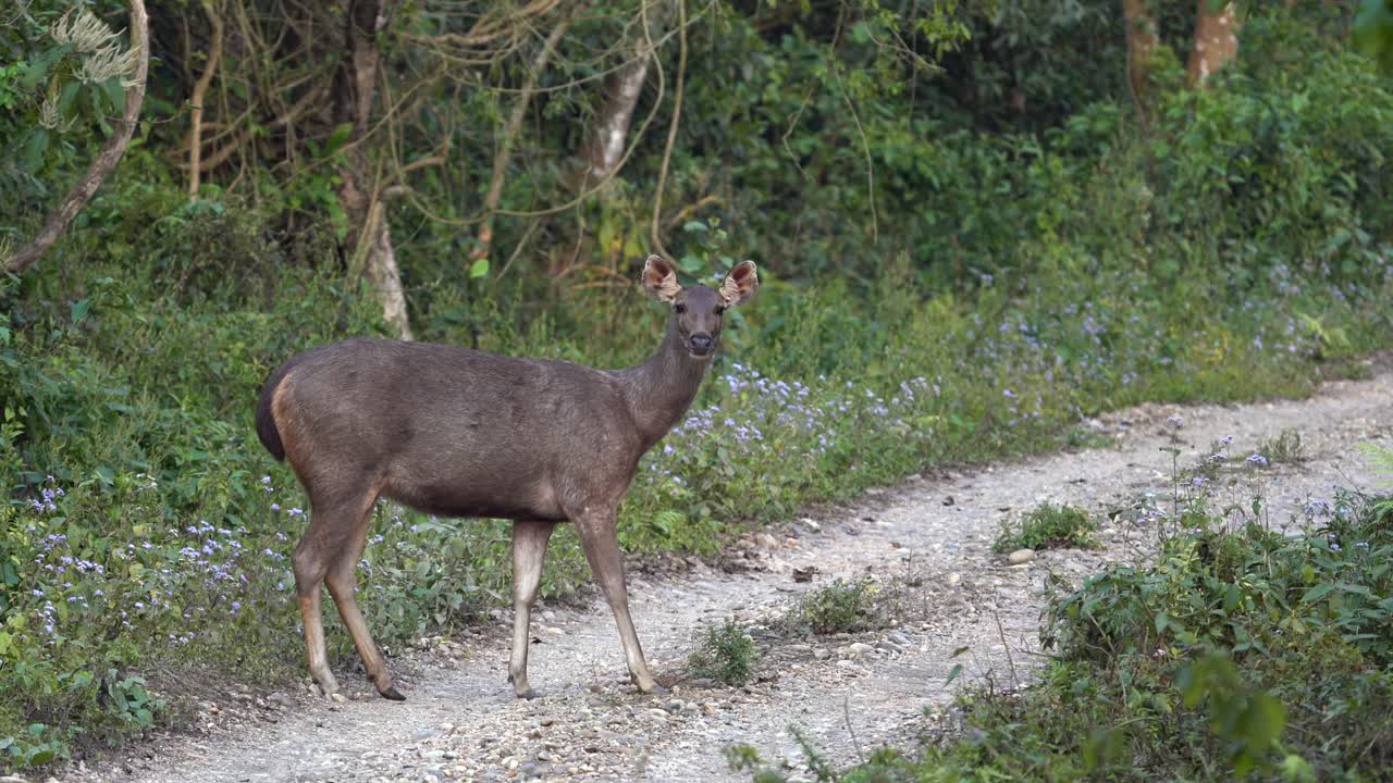 un ciervo sambar parado con cautela en un camino de tierra en el parque nacional de chitwan y probando la brisa en busca de signos de peligro