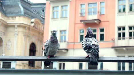 pigeons sitting urban city view 1