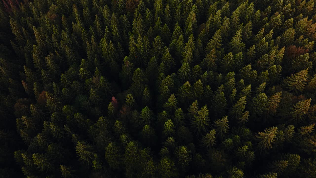 Aerial view over a vibrant coniferous forest showing multiple treetops, tracking shot