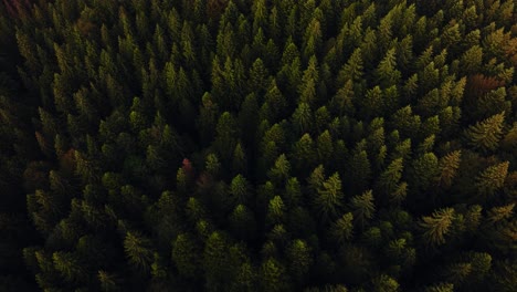 aerial view over a vibrant coniferous forest showing multiple treetops, tracking shot