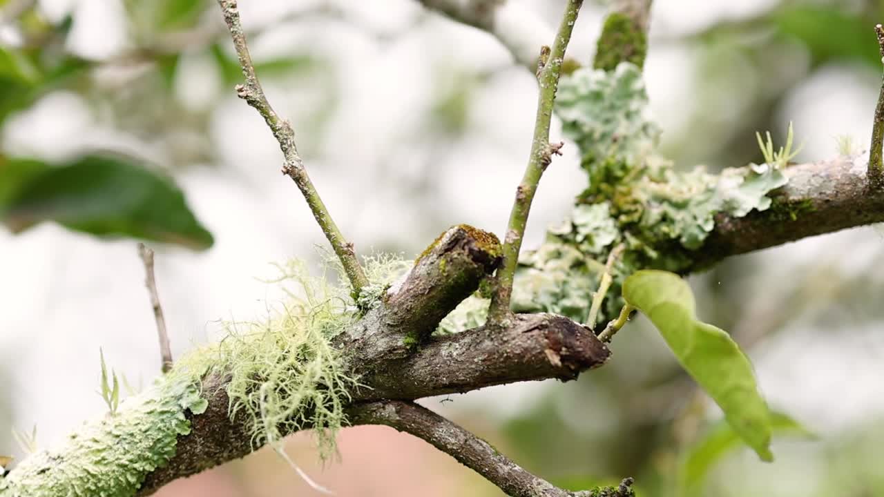 Close-up view of lichen-covered branches with fresh green leaves in a natural setting.