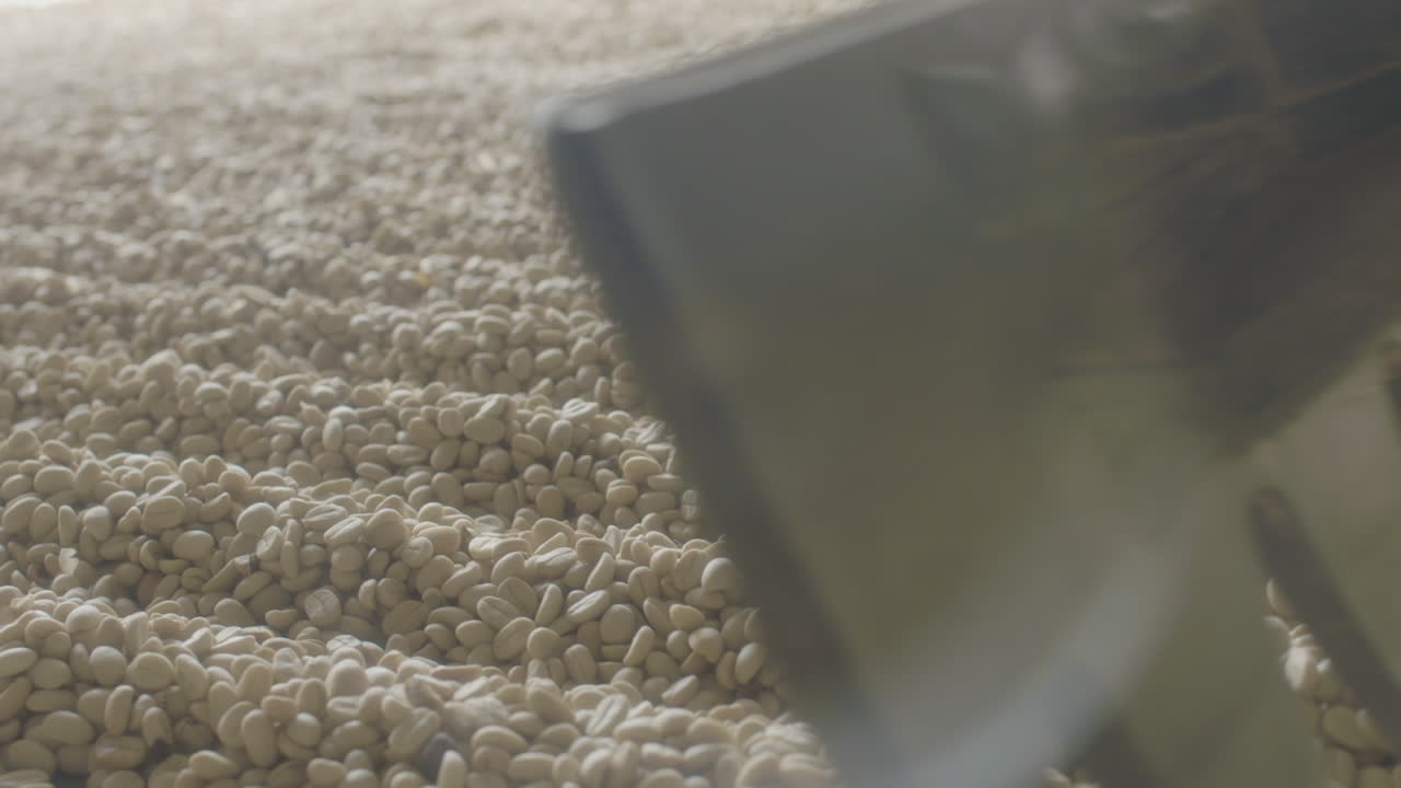 huila colombia의 커피 농장에서 토스트 과정을 위한 커피 준비