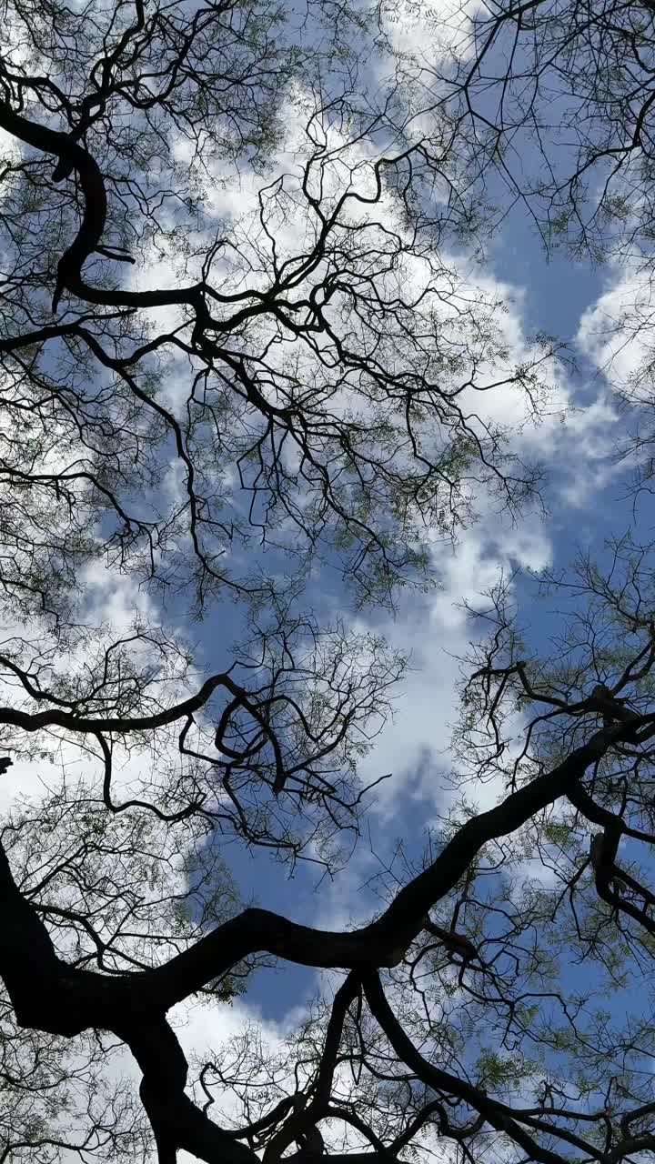 Tree Branches and Sky