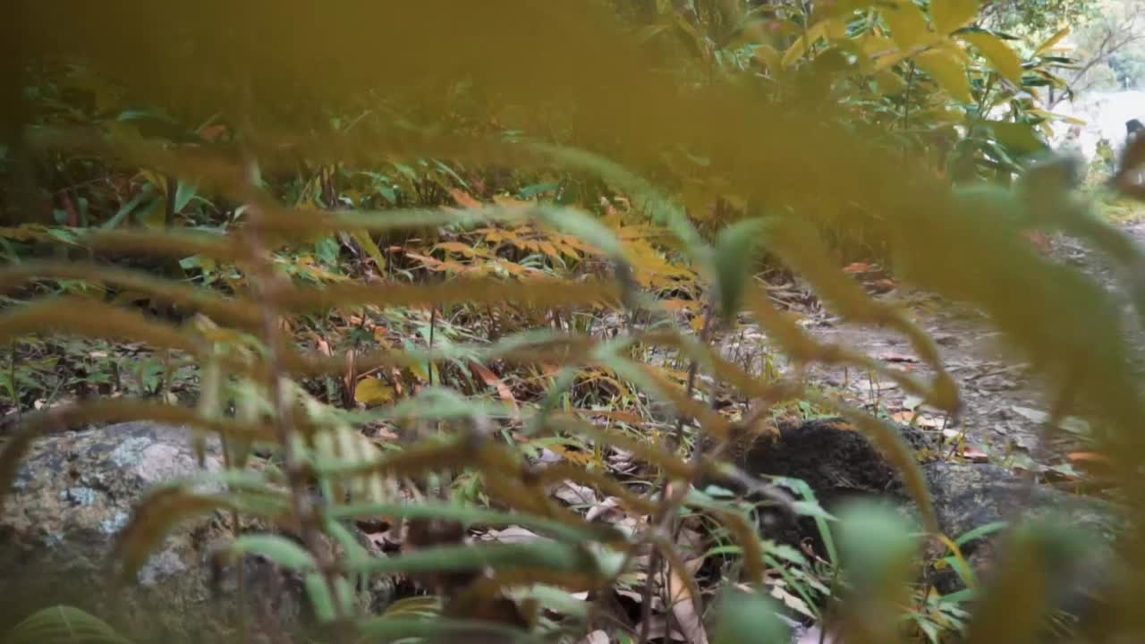 árboles verdes en hawaii sol verde deliciosas plantas tropicales