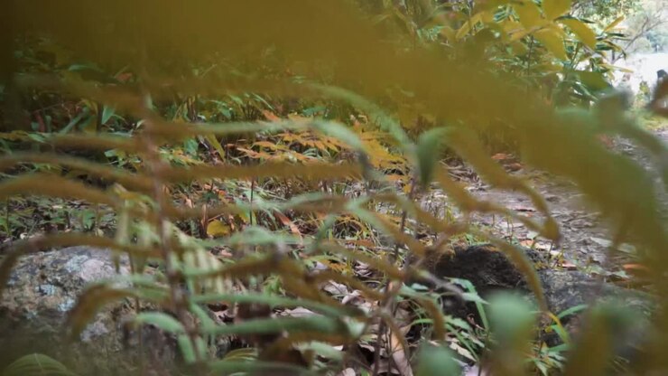 Alberi verdi al sole delle Hawaii e lussureggianti piante tropicali