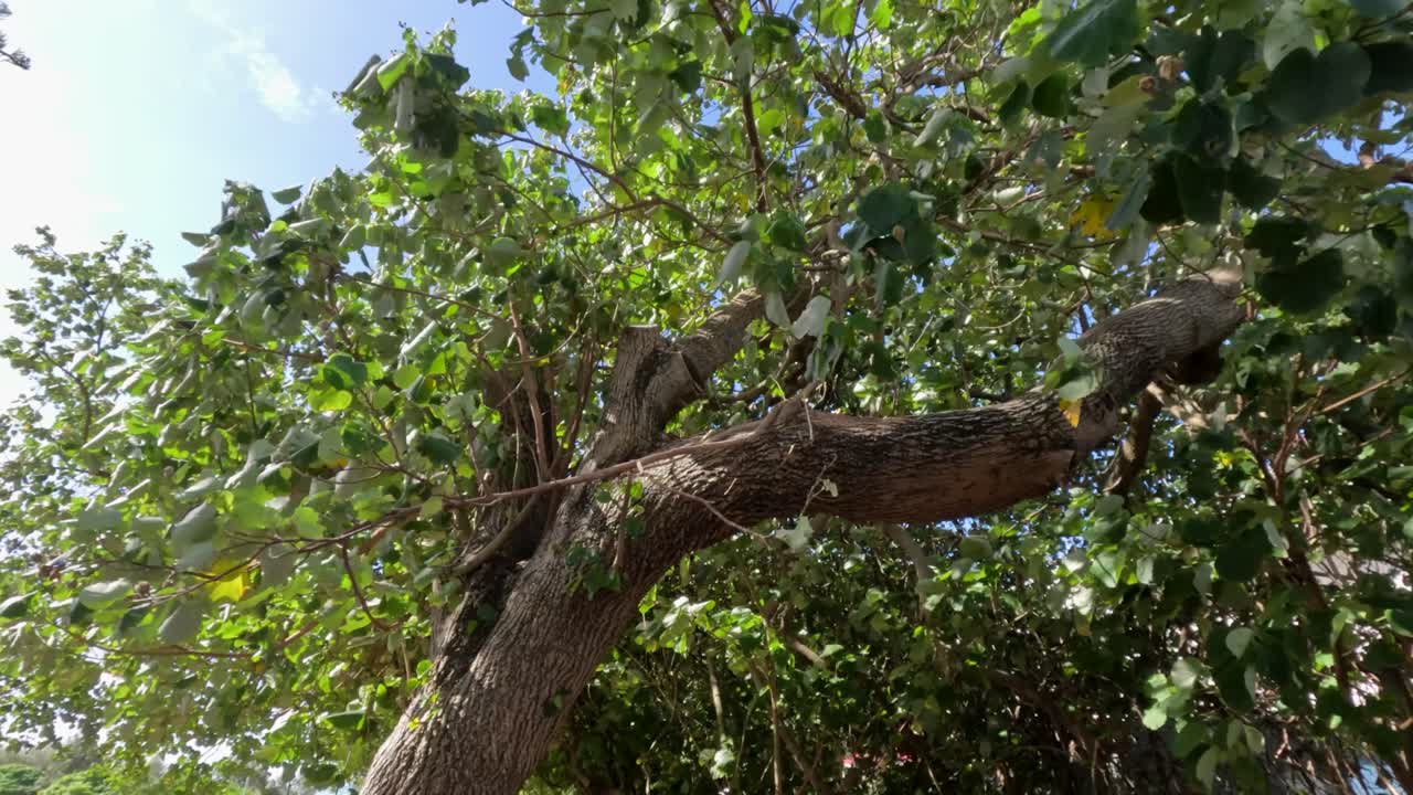 여름 바람에 부드럽게 흔들리는 소나무