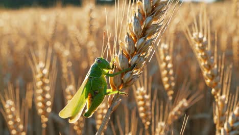 grasshopper on wheat stalk in golden field