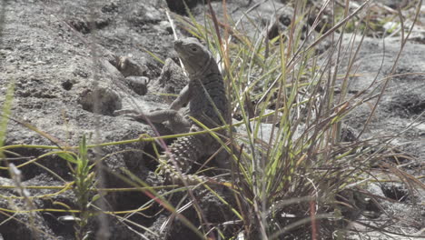 lagarto de cola espinosa en suelo rocoso en madagascar, medio oculto por algunas briznas de hierba girando la cabeza y observando los alrededores, vista desde atrás, plano medio