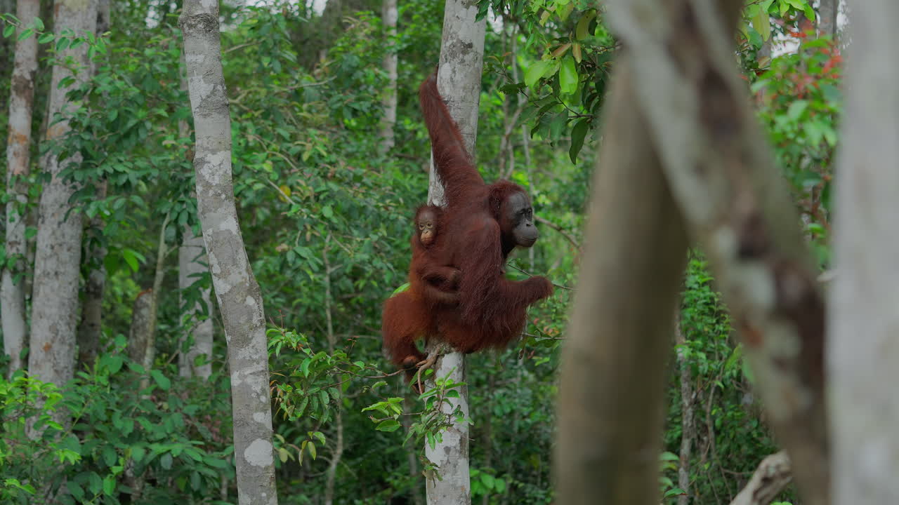 Orangutan Mother and Baby in a Tropical Rainforest