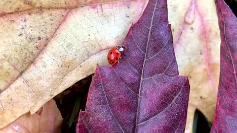 Red-lady-bug-sitting-on-a-pile-of-colorful-fall-foliage