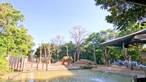 elephant enjoying water in zoo enclosure