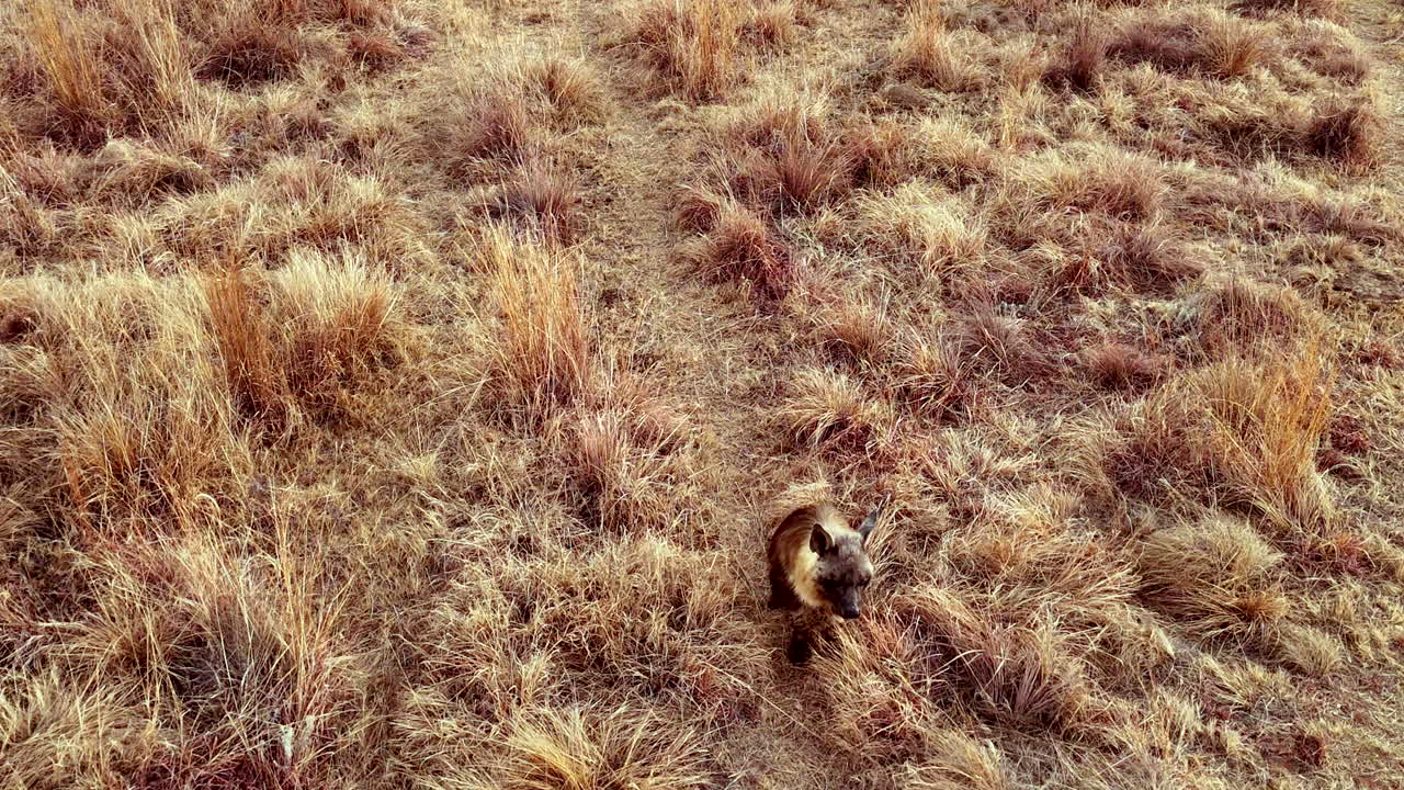 Relaxed and inquisitive brown hyena sits in dry field at sunrise, drone view