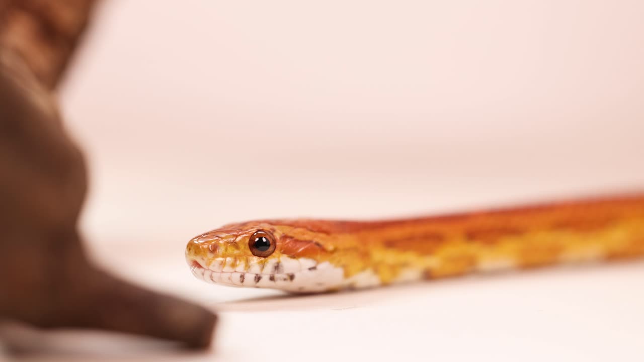 A corn snake interacts with a hand in a softly lit environment, showcasing gentle movement and curiosity