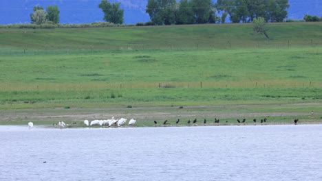 Colorado-Vögel-In-Der-Nähe-Des-Sees,-See-Außerhalb-Von-Felsbrocken,-Tierwelt