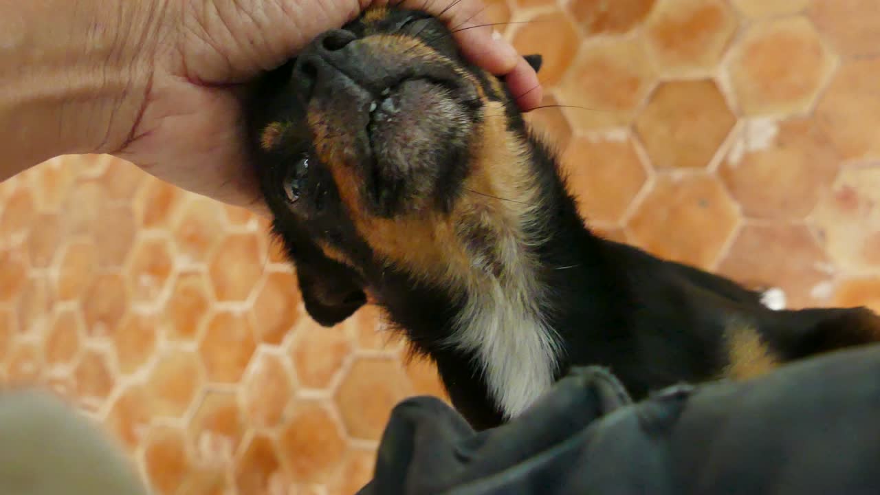 인간 손으로 만지는 치와와 개 머리