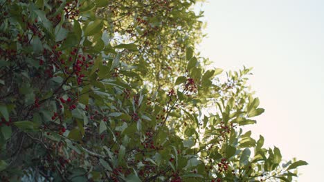 Vibrant Green Tree with Small Red Berries as the Sun Shines through the Leaves
