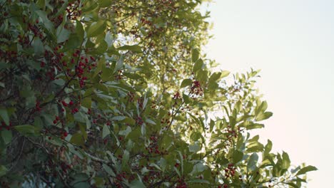 vibrant green tree with small red berries as the sun shines through the leaves