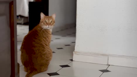 orange cat on the floor suddenly looks back at owner with a frightened face