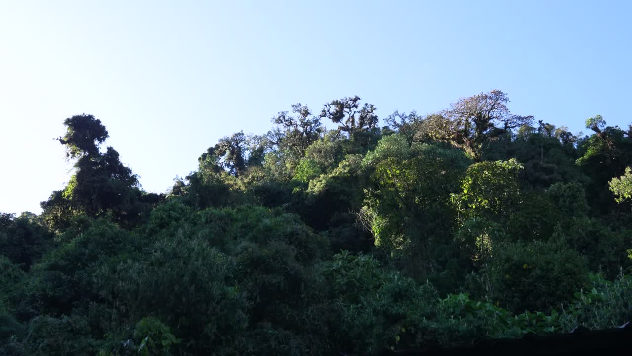 Static shot of a dense forest landscape as the first morning sunlight begins to illuminate the treetops under a clear sky