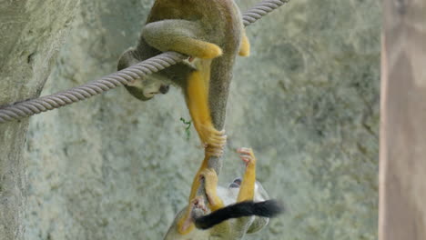 saimiri or squirrel monkeys fight over food on rope