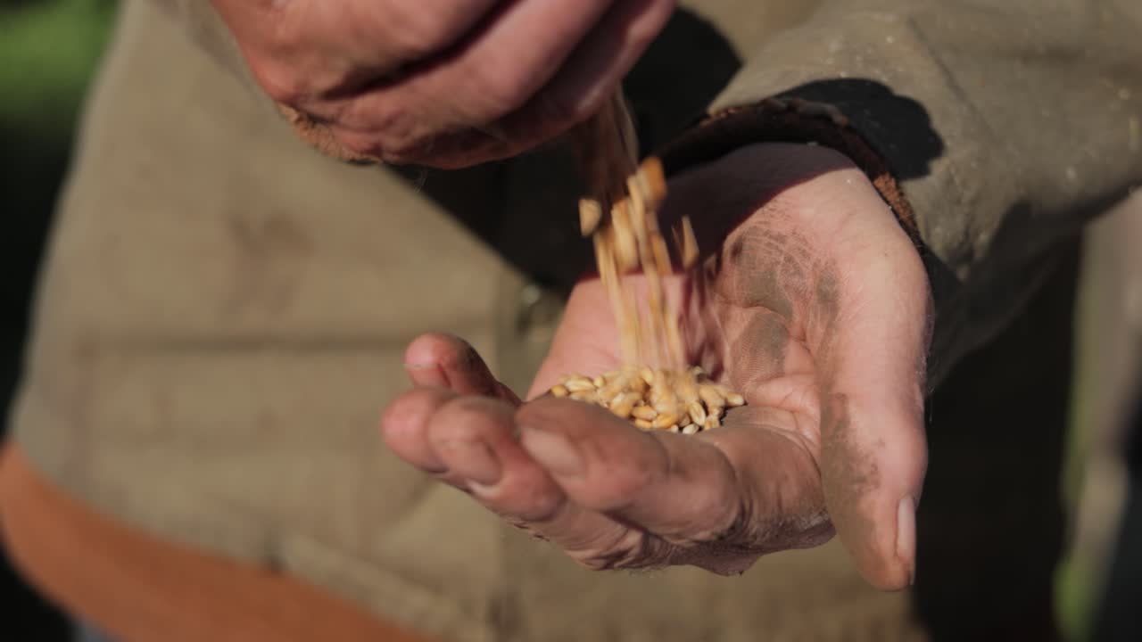 el agricultor inspecciona su cosecha con las manos sosteniendo semillas maduras de trigo.