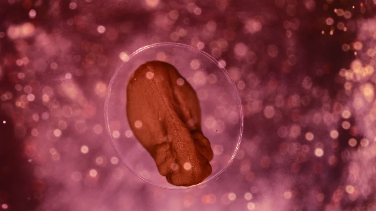 Early Stage Biological Development of an Organism