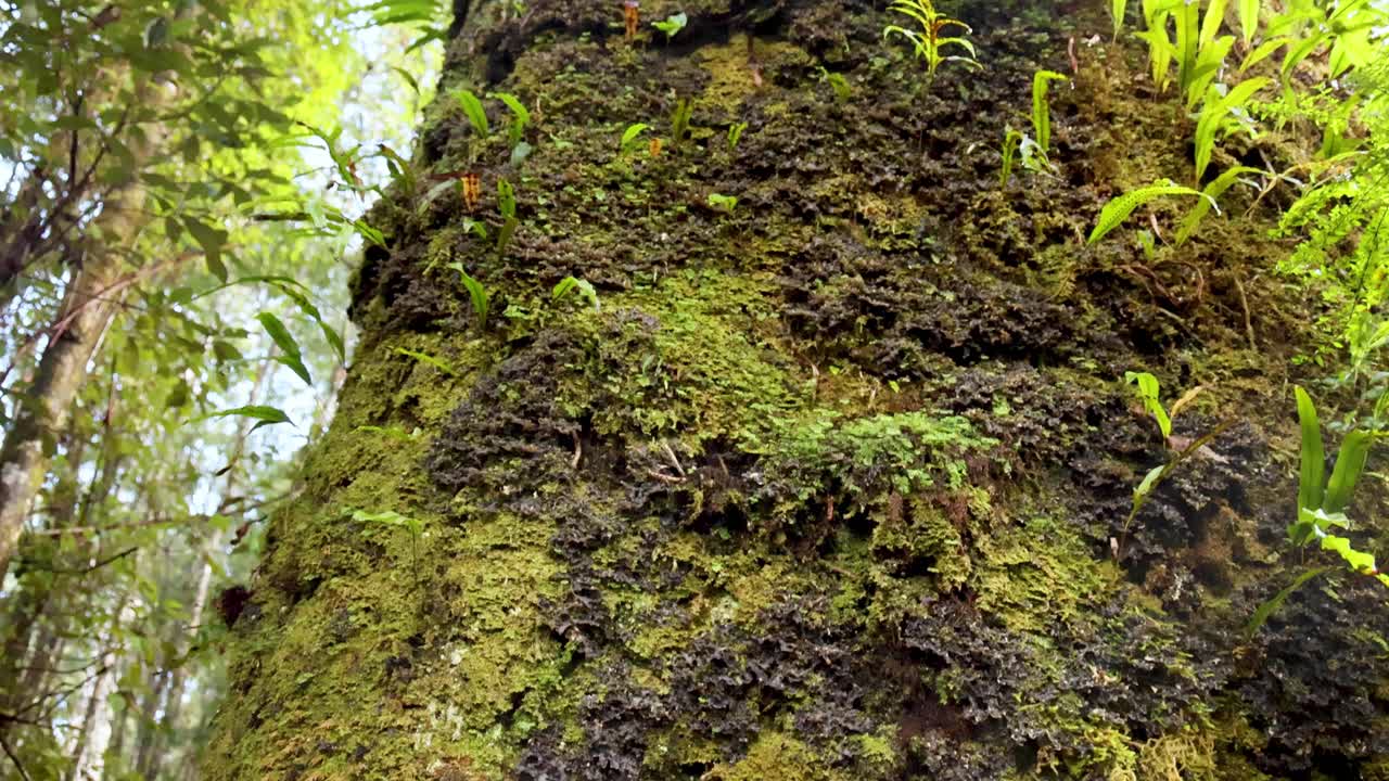 crecimiento de musgo y líquene en árboles de la selva tropical
