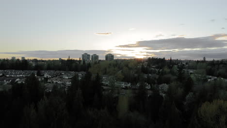 Aerial-shot-of-dark-dense-evergreen-forest-with-sun-setting-over-the-horizon-under-blue-cloud-free-clear-sky