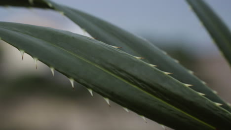 agujas afiladas de planta de cactus en un día ventoso, primer plano