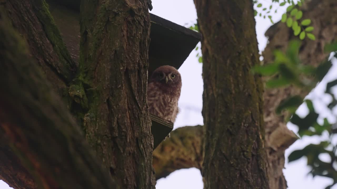 маленькая сова сидит на ступеньке дерева в саду, снимок с низкого ракурса