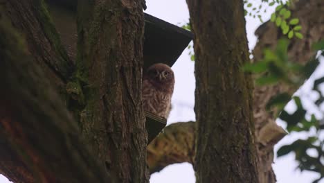 little owl sat on a tree wood stair in the garden, low angle shot