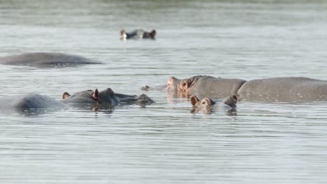 hippo in natural habitat