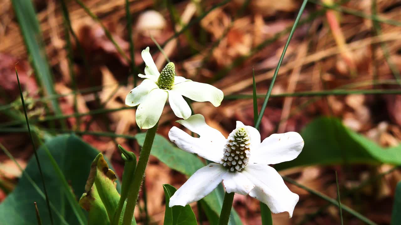 Wild flower close up in the wind