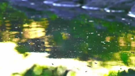 colorido flujo de agua temprano en la mañana árboles oscuros y reflejo de hierba en el río a medida que fluye naturaleza árboles, flores, ramas