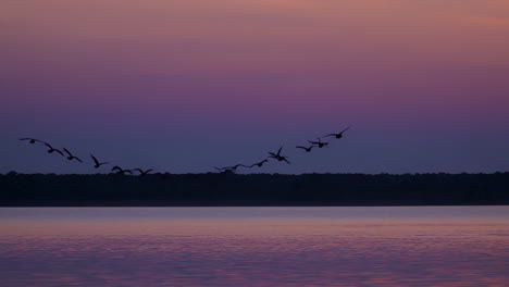 silhouetted birds flying in formation over water at sunset