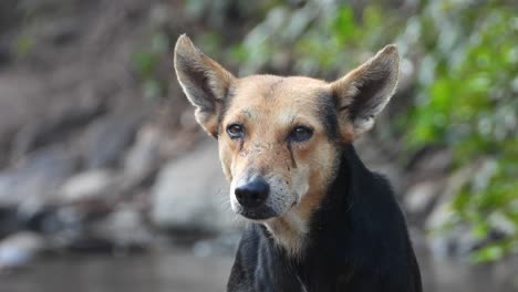 Wild-dong-looking-for-food-in-forest-.