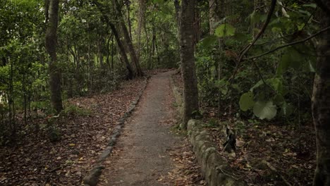 Views-along-the-walking-tracks-in-Burleigh-Heads-National-Park,-Gold-Coast,-Australia