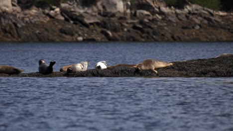 Grupo-De-Focas-Se-Dejan-Caer-Y-Se-Relajan-En-Una-Isla-Rocosa-De-Algas-Marinas,-En-Cámara-Lenta