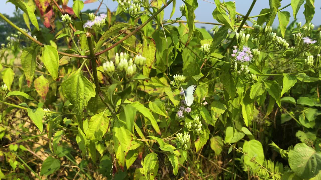 Bengal albatross butterfly seeking pollen and feeding from colourful Siam weed flowers push in shot