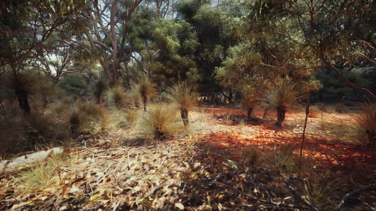 Una giornata di sole nel bush australiano