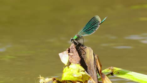 green dragonfly perched on a plant