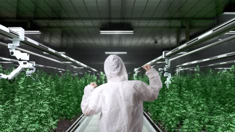 back view of asian marijuana researcher screaming goal celebrating while standing in the marijuana greenhouse with smart robotic farmers